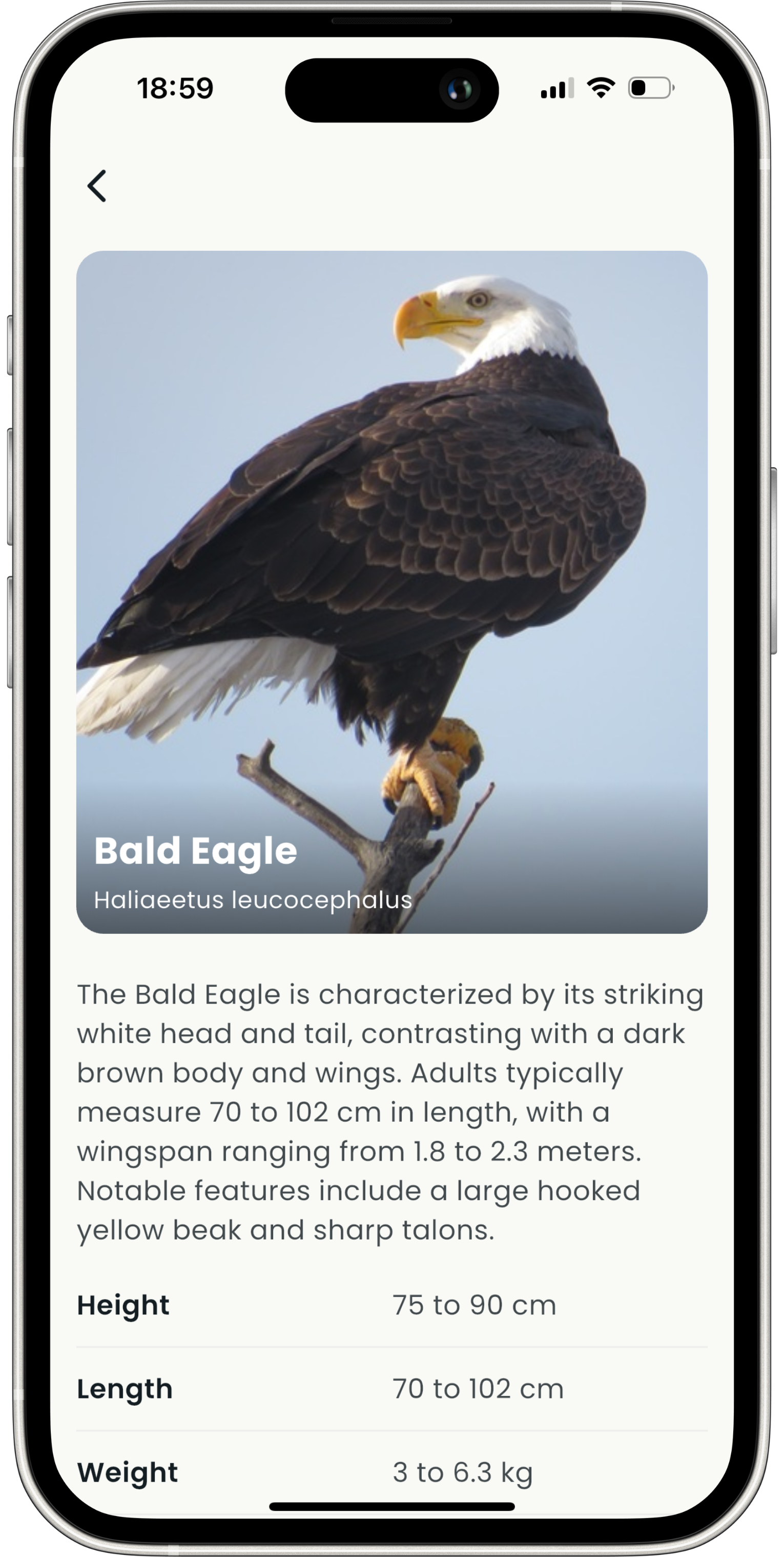 Detailed Bird Profiles - BirdTunes bird identification feature
