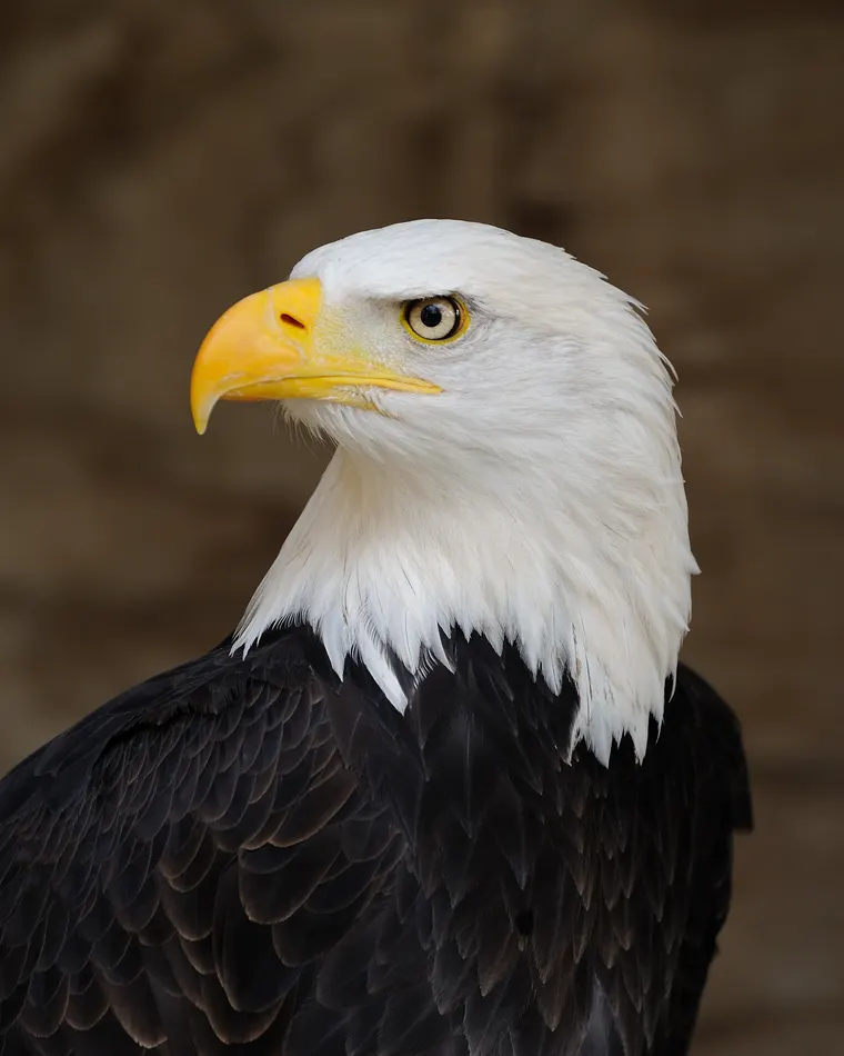 Portrait of a Bald Eagle showing its heavy hooked beak in profile