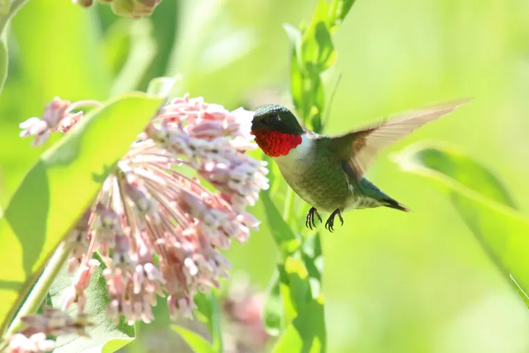 A Ruby-throated Hummingbird feeding at common milkweed in flight