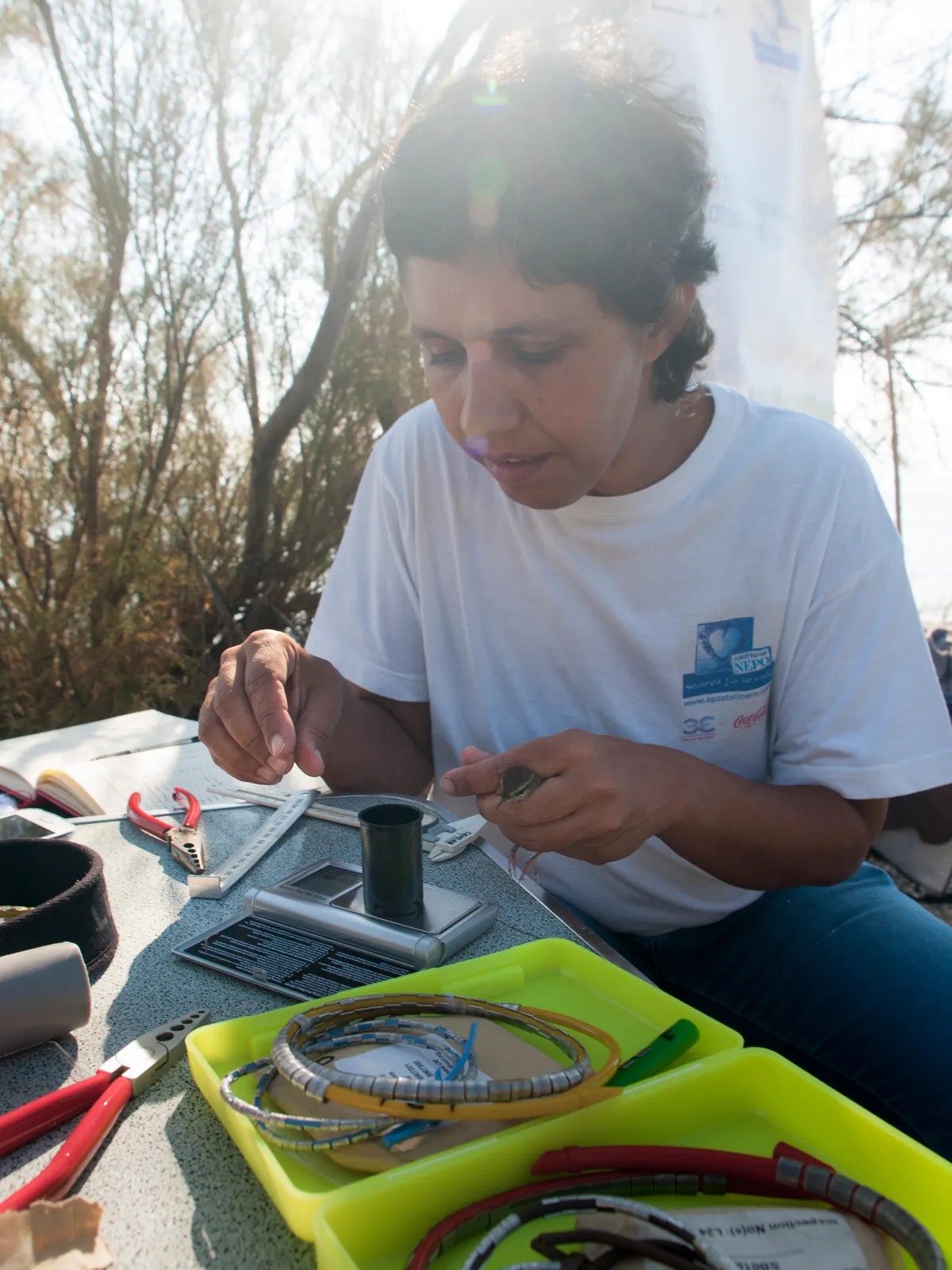 An ornithologist carefully examines a bird during a ringing session: fieldwork like this underpins much of what we know about bird populations