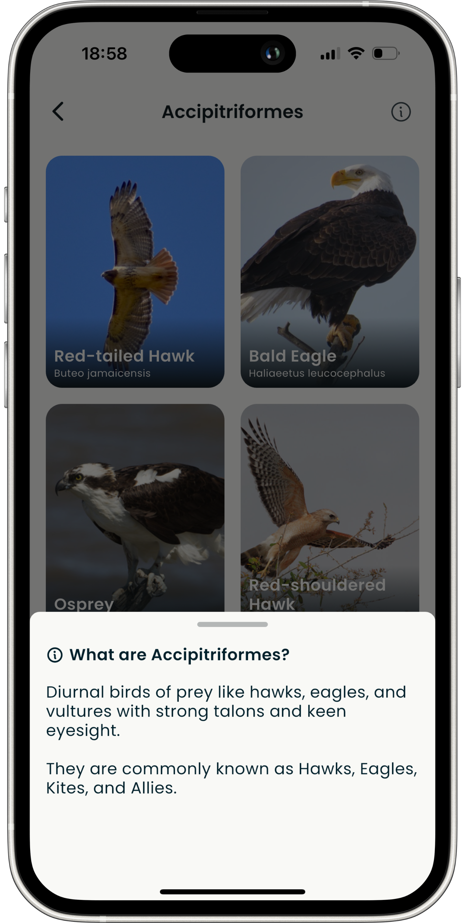 Explore Bird Families - BirdTunes bird identification feature