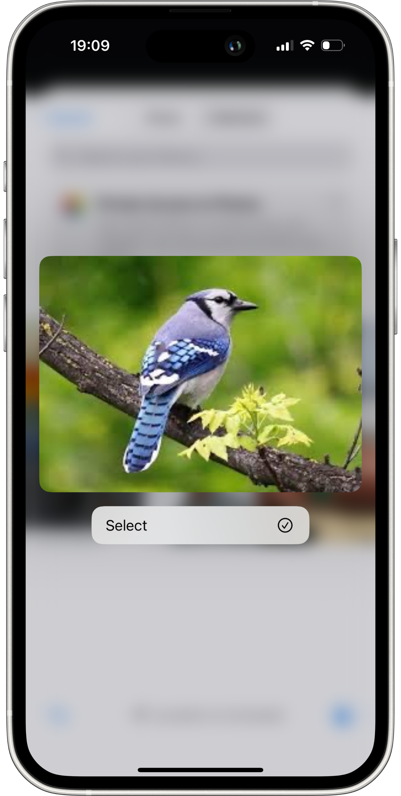 Photo Identification - BirdTunes bird identification feature